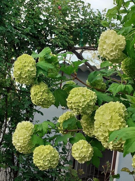  - FEBRUARIE- MARTIE- APRILIE