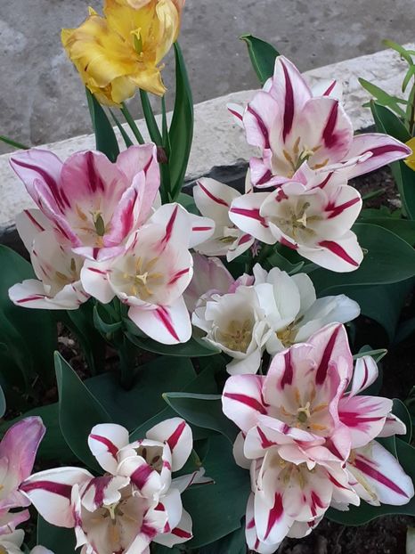  - FEBRUARIE- MARTIE- APRILIE