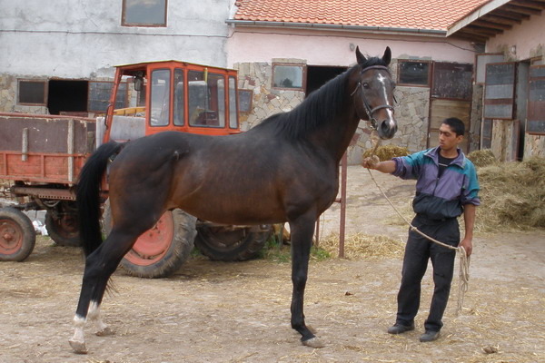S-Tuzar-P5040225 - My horses - Shagia
