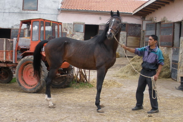S-Tuzar-P5040226 - My horses - Shagia