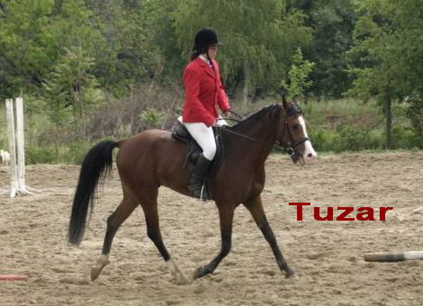 S-Tuzar--picbeij - My horses - Shagia