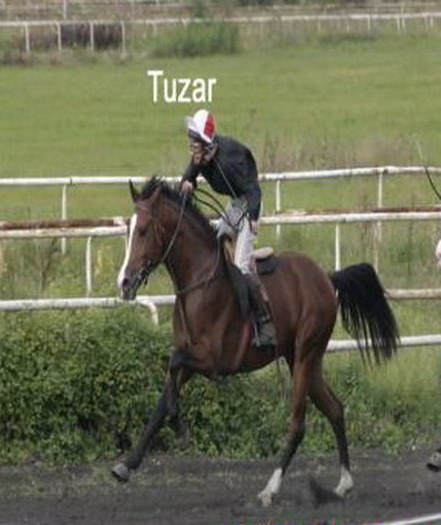 S-Tuzar-picbeog - My horses - Shagia