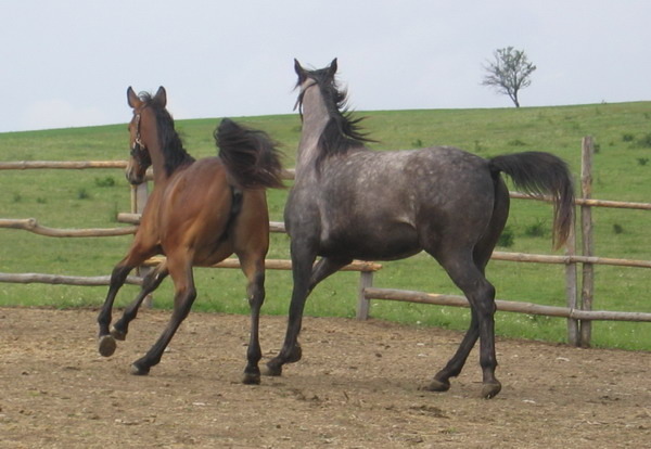 S-Picture 938 - My horses - Shagia