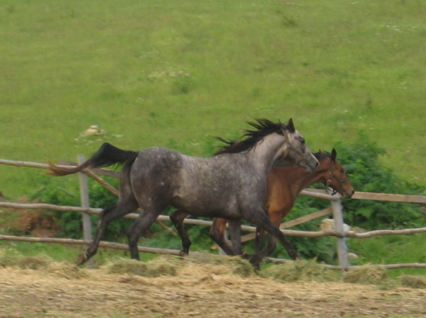 S-Picture 939 - My horses - Shagia