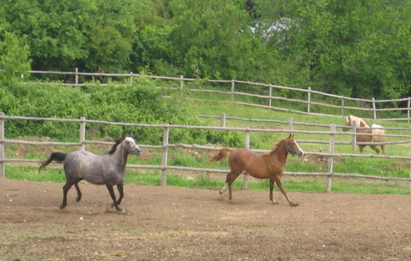S-Picture 943 - My horses - Shagia