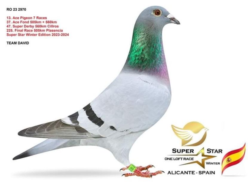 23 - 2970 Col.Superstar-Spania - Porumbei columbodroame