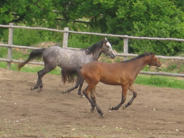S-Picture 946 - My horses - Shagia
