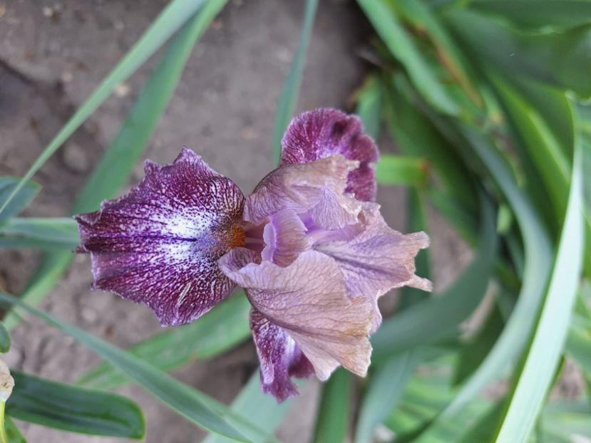 Mesa sunrise - Irisi 2024