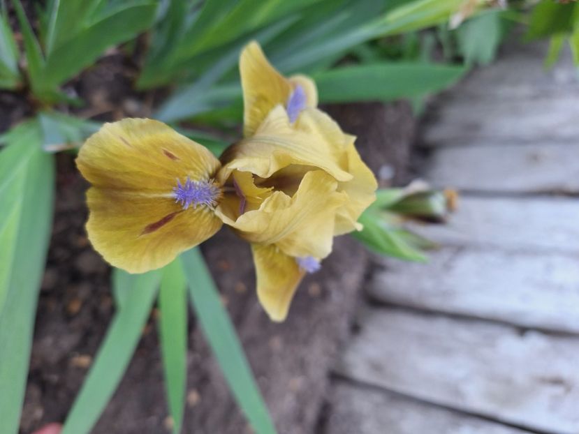 Gypsi boy - Irisi 2024