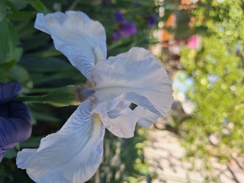 Loves tune parfumat - Irisi 2024