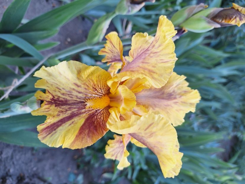 Infernal fire - Irisi 2024