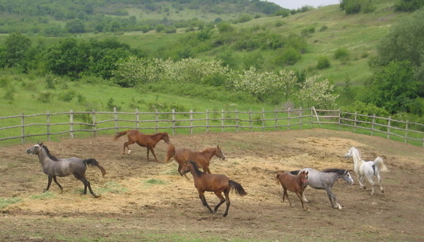 S-Picture 952 - My horses - Shagia