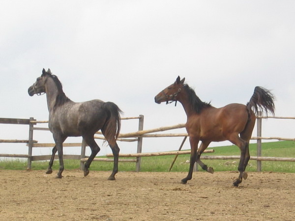 S-Picture 955 - My horses - Shagia