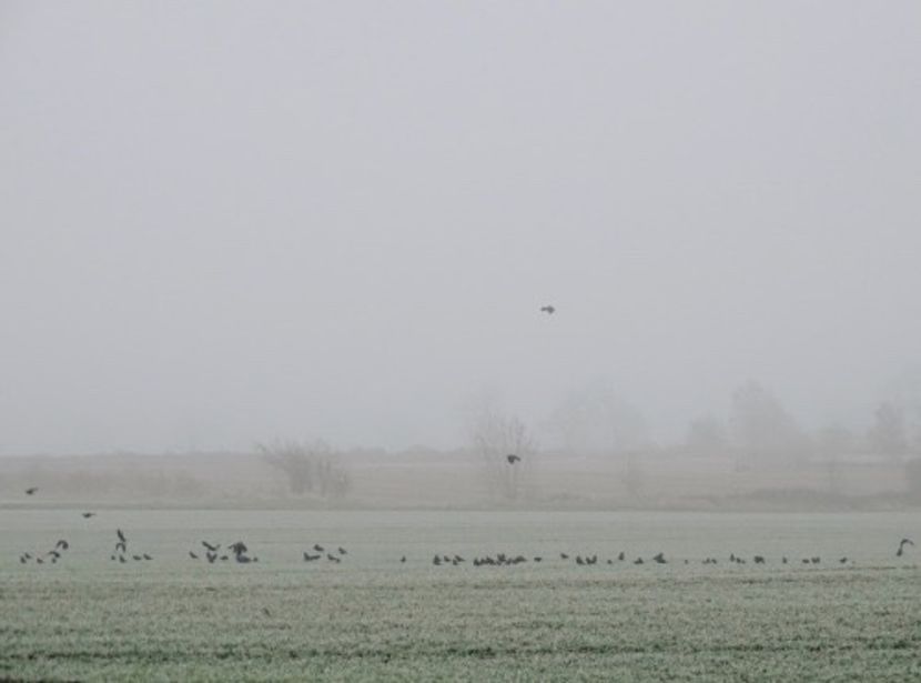hey, my bites donʼt hurt like paper cuts! — there’s never been a drop of blood spilled. - Collection of Tintypes