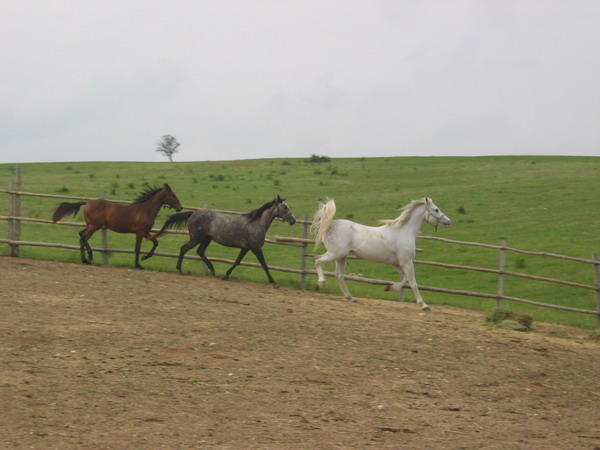 S-Picture 956 - My horses - Shagia