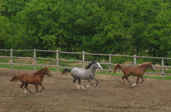 S-Picture 957 - My horses - Shagia