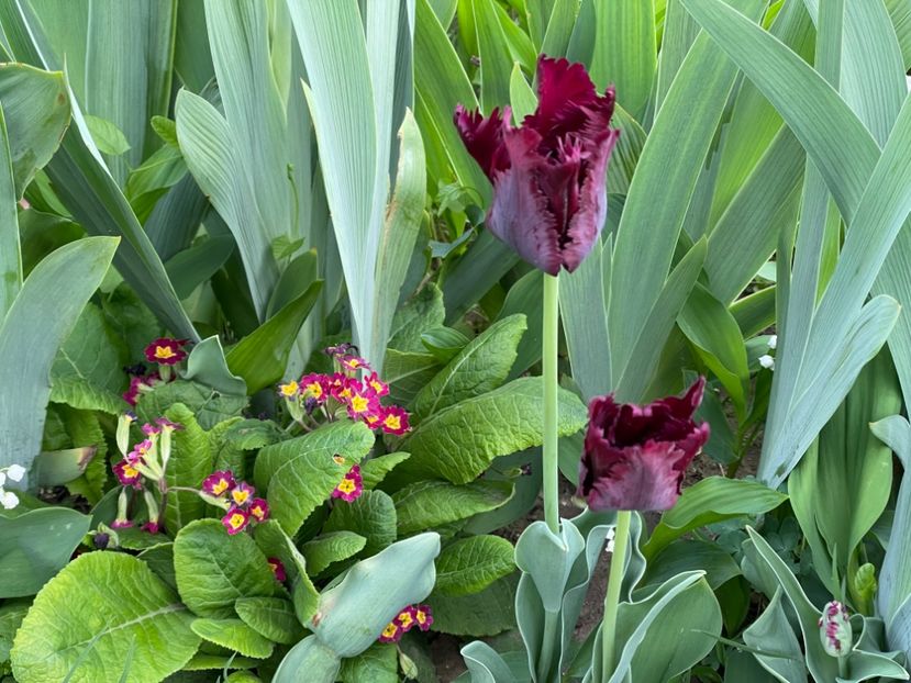  - 002 Grădina 2024 1