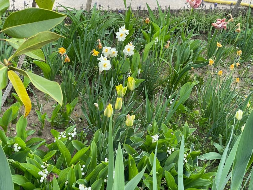  - 002 Grădina 2024 1