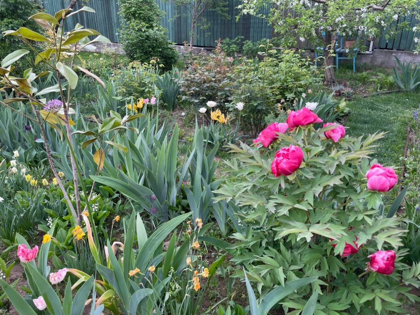  - 002 Grădina 2024 1