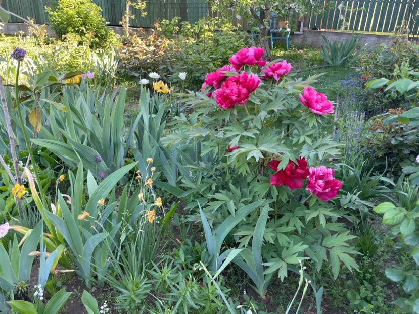  - 002 Grădina 2024 1