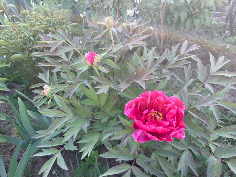  - 002 Grădina 2024 1