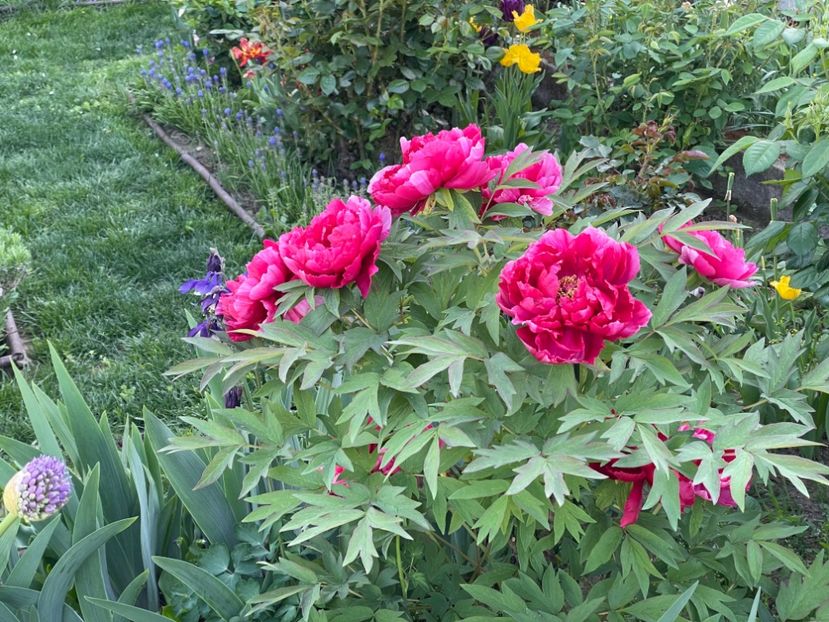  - 002 Grădina 2024 1