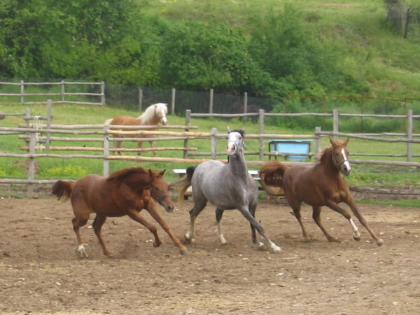 S-Picture 958 - My horses - Shagia