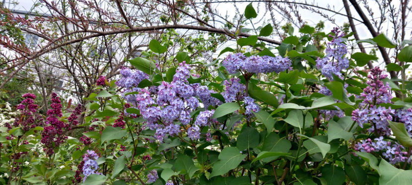  - 2024 - 01 - Primavara