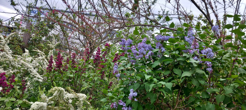  - 2024 - 01 - Primavara