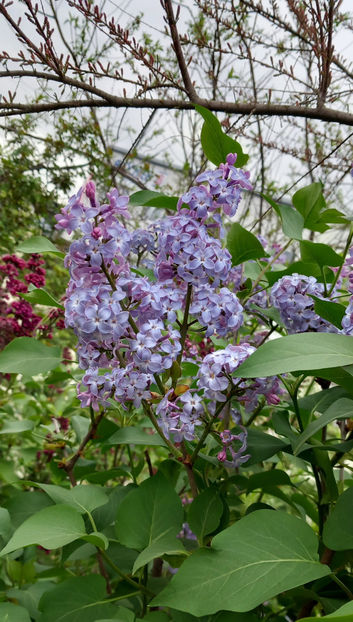  - 2024 - 01 - Primavara