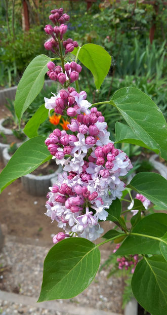  - 2024 - 01 - Primavara