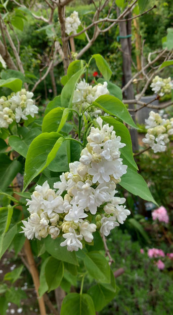  - 2024 - 01 - Primavara