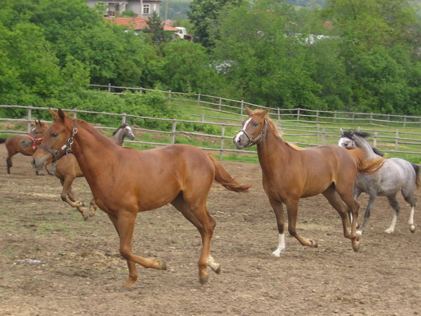 S-Picture 959 - My horses - Shagia