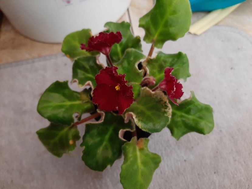  - LE- Shelkovye kruzheva