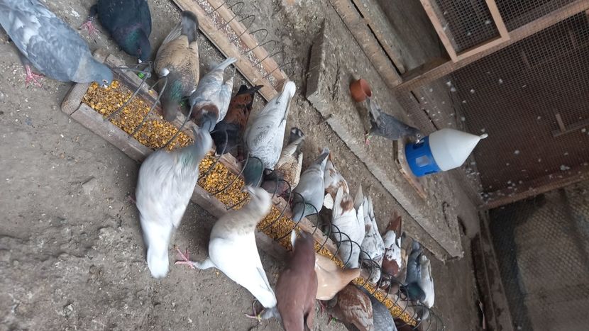  - Voiajori colorati 2024