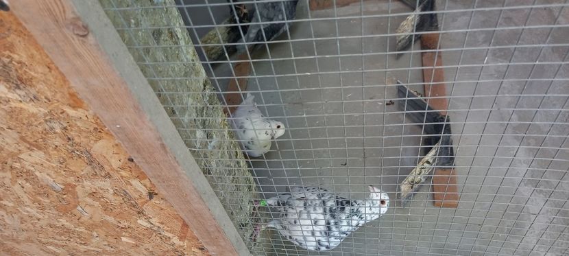  - Voiajori colorati 2024