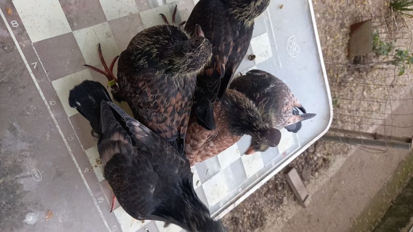  - Pui voiajori colorati 2024