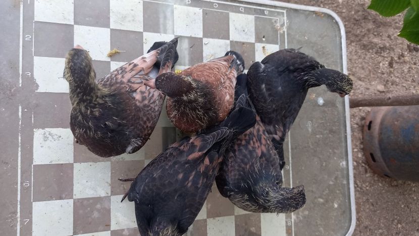  - Pui voiajori colorati 2024