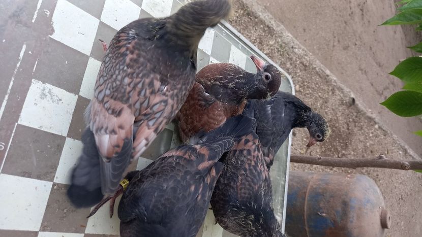  - Pui voiajori colorati 2024