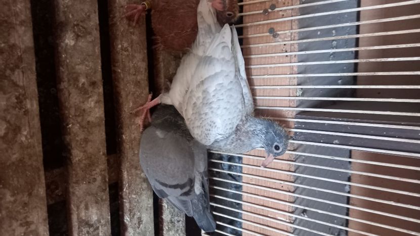  - Pui voiajori colorati 2024