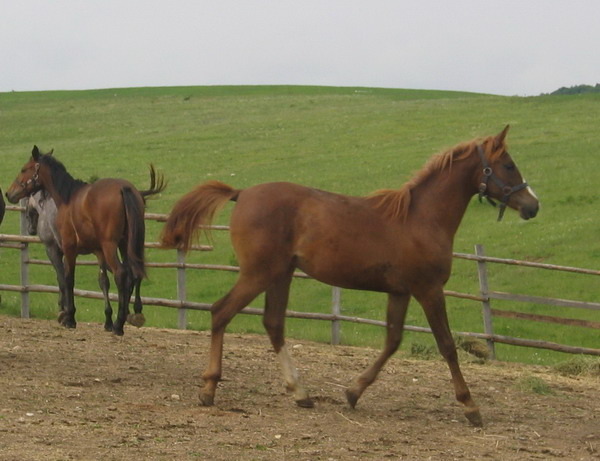 S-Picture 966 - My horses - Shagia