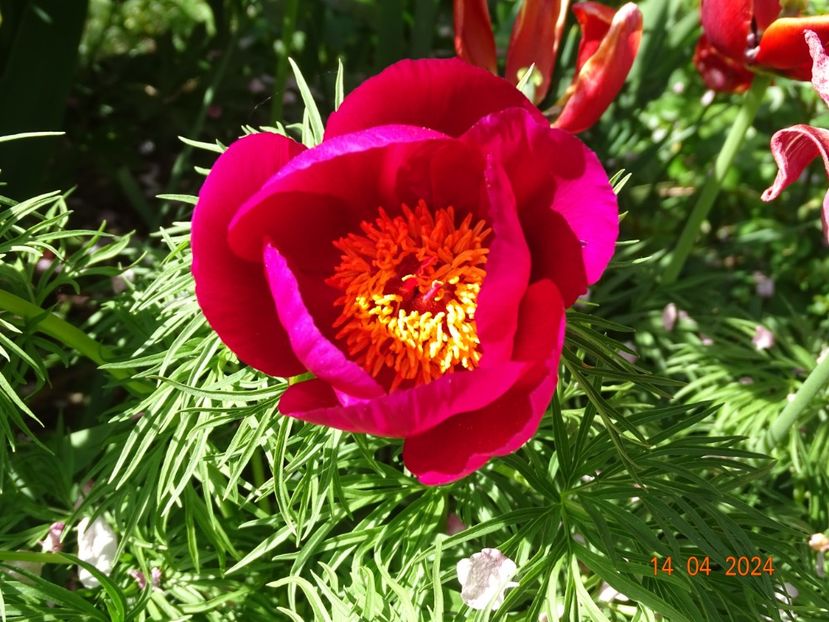paeonia tenuifolia - Bujori 2024
