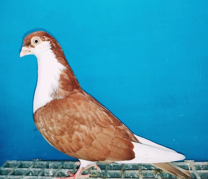 13355  Mascul  2024_1 - tineret 2024