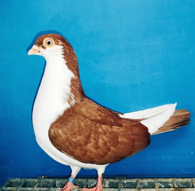 13355  Mascul  2024_3 - tineret 2024