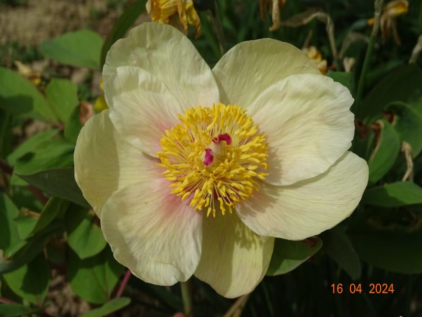 paeonia mlokosewitschii - Bujori 2024 -Dobarland