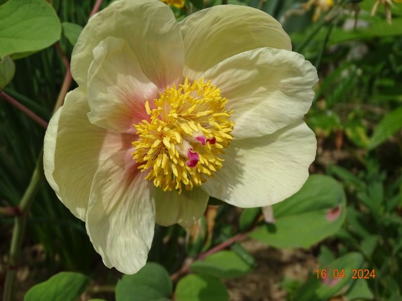 paeonia mlokosewitschii - Bujori 2024 -Dobarland