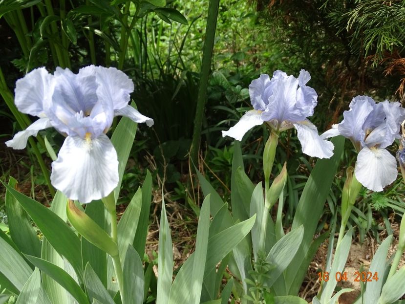 Azurea - Irisi 2024 -Dobarland