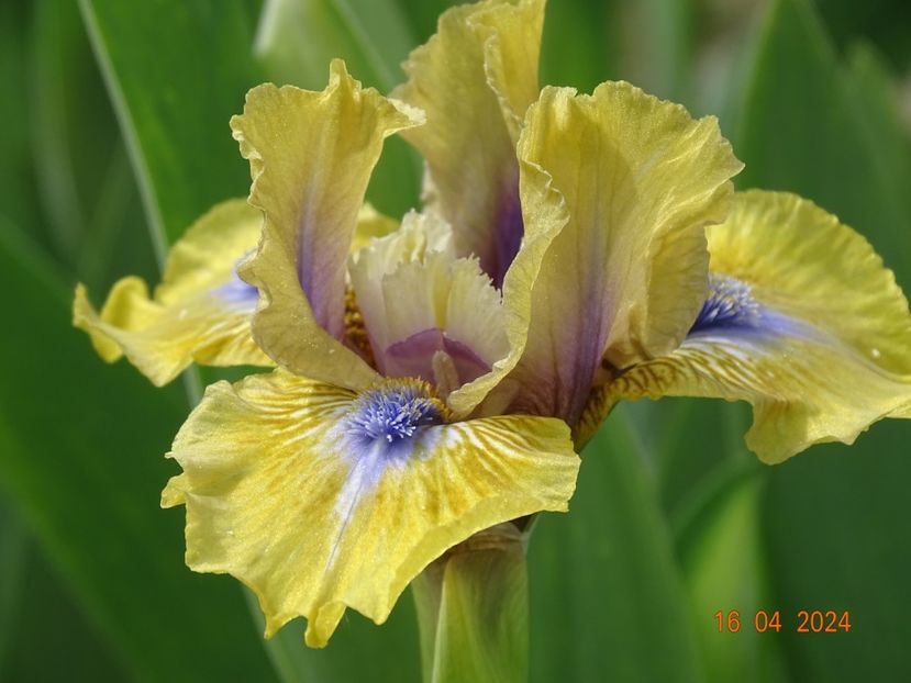 Forest Sound - Irisi 2024 -Dobarland