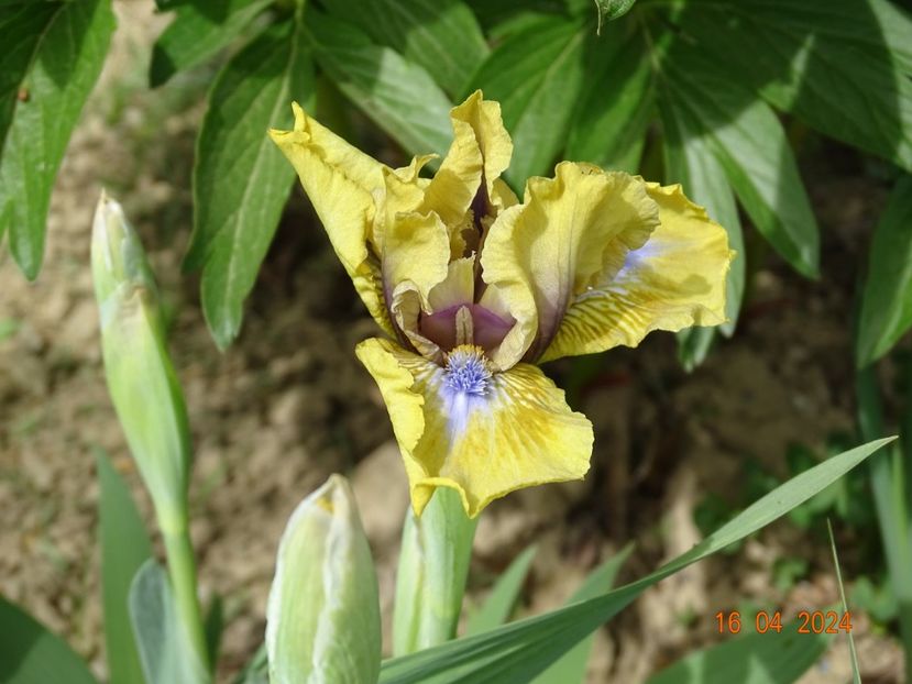 Forest Sound - Irisi 2024 -Dobarland