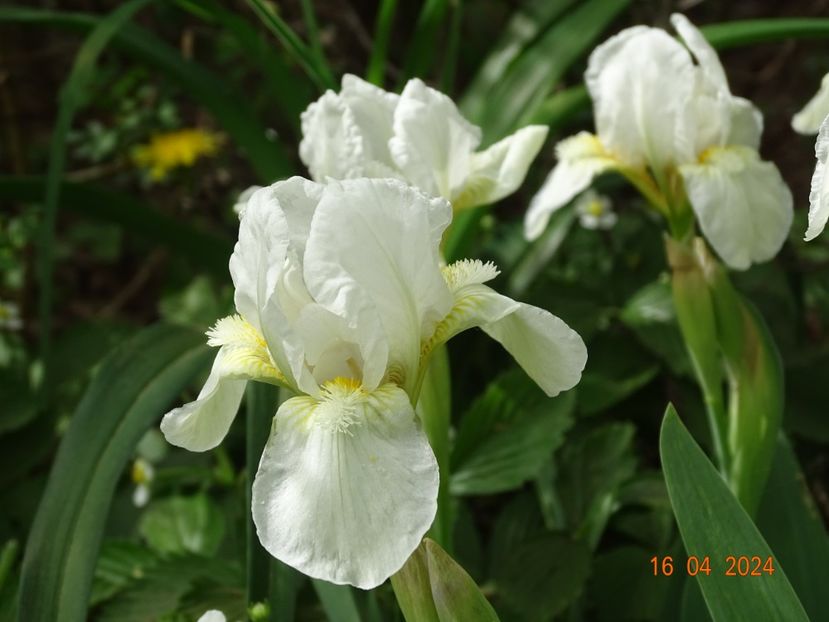 Lilly White - Irisi 2024 -Dobarland